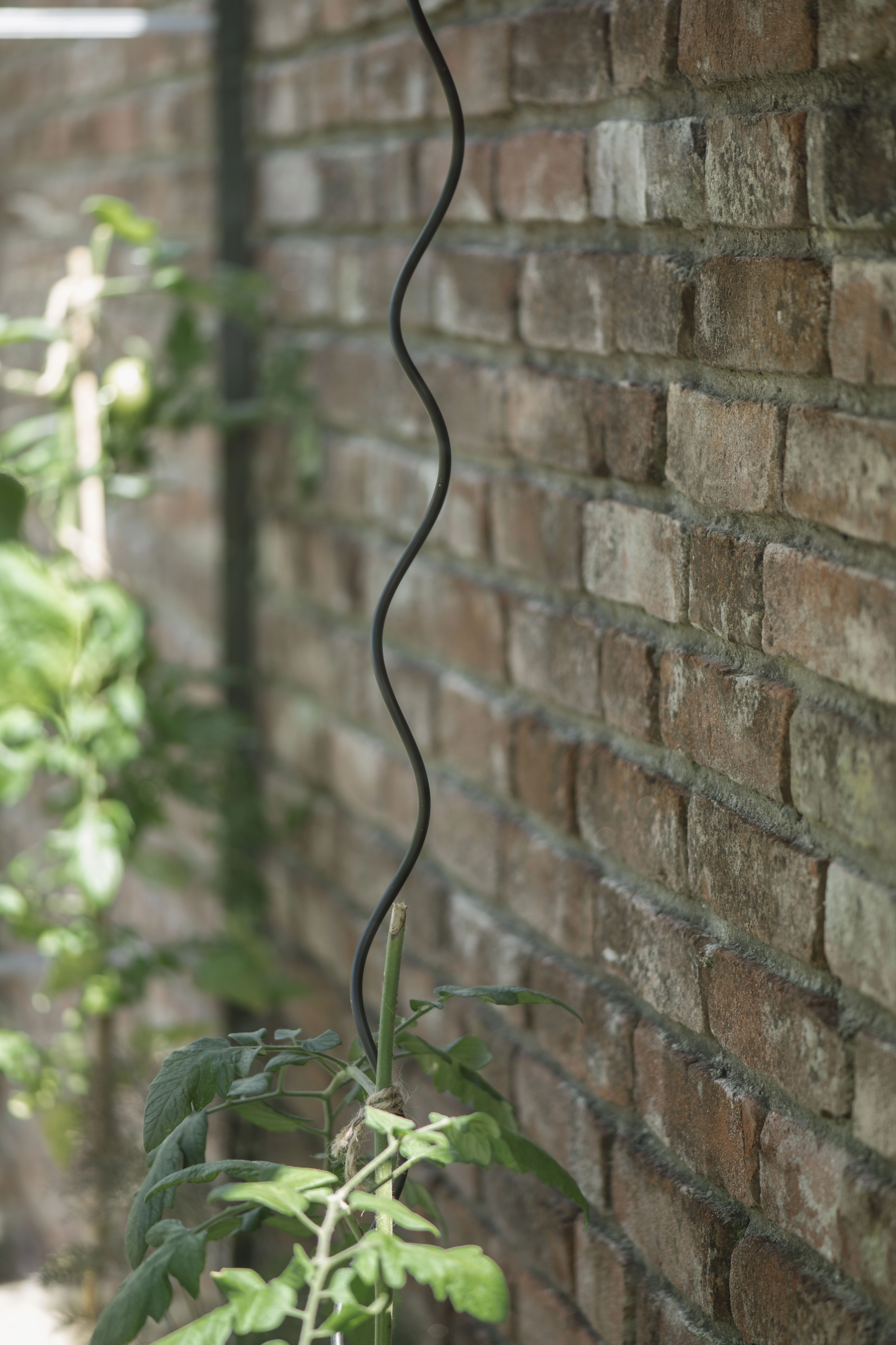 Royal Well Plantspiralen Set Zwart - Afbeelding 2