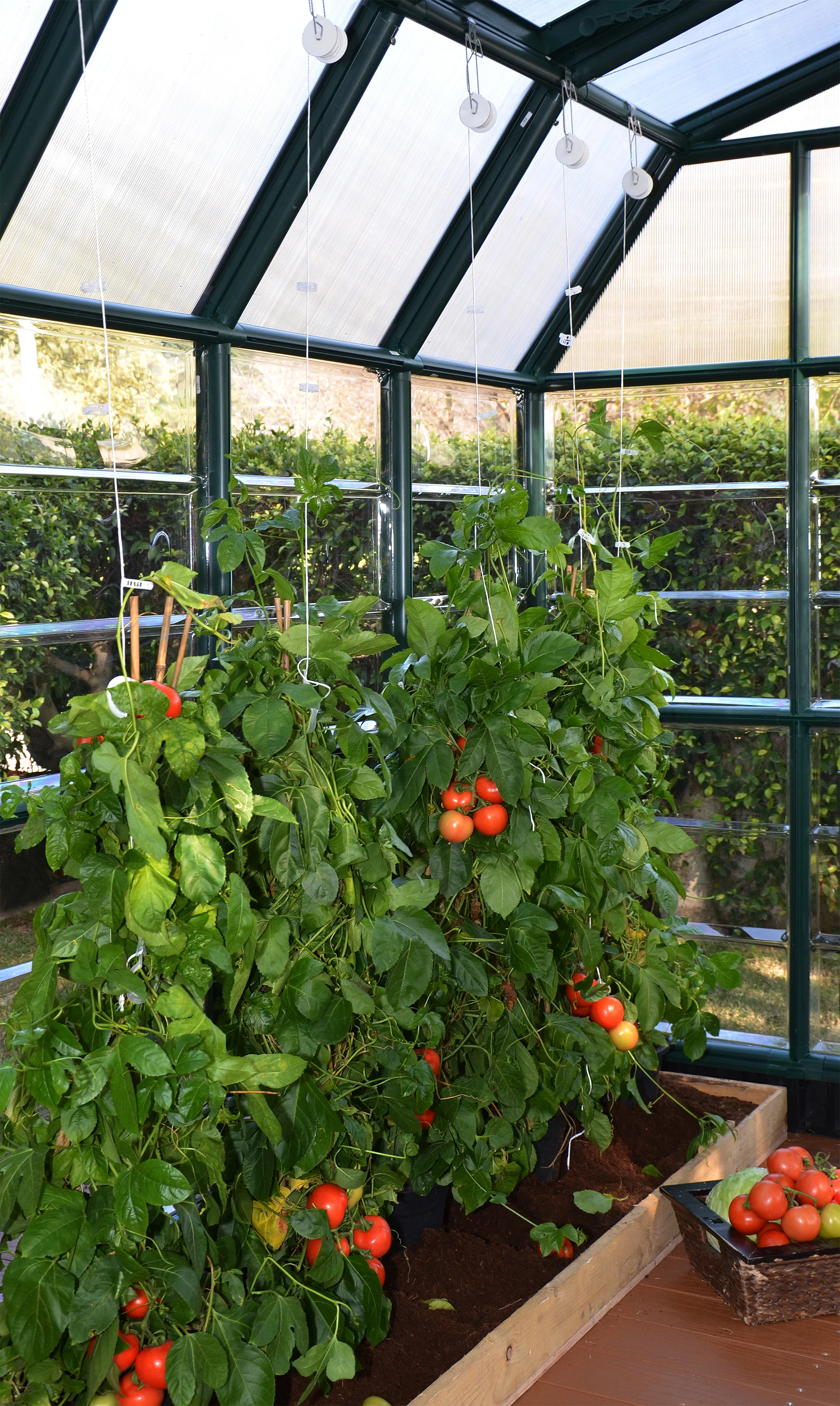 Palram Canopia Trellis set - Afbeelding 5