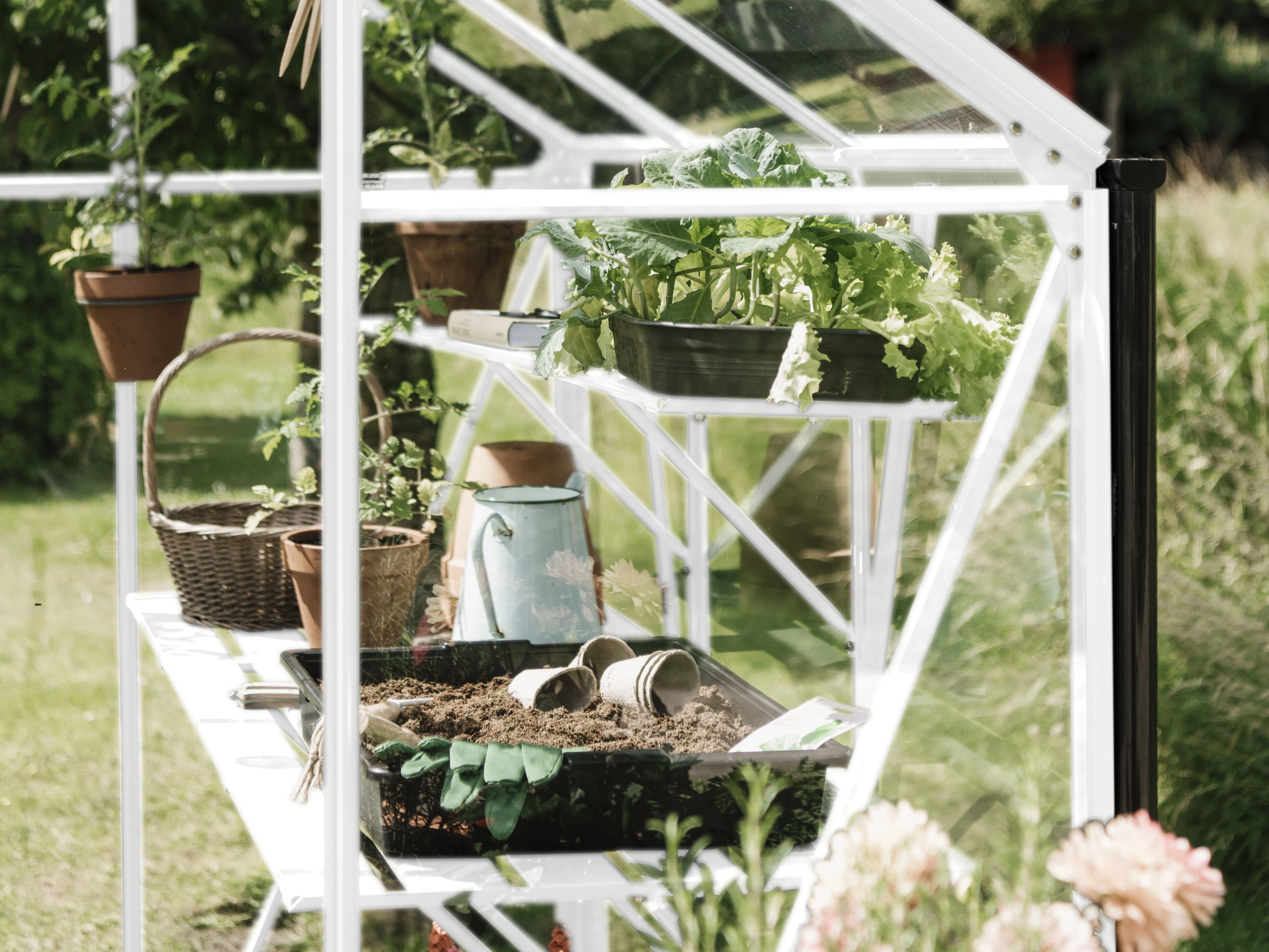 Royal Well Kweekschap voor Kate V Wit - Afbeelding 1