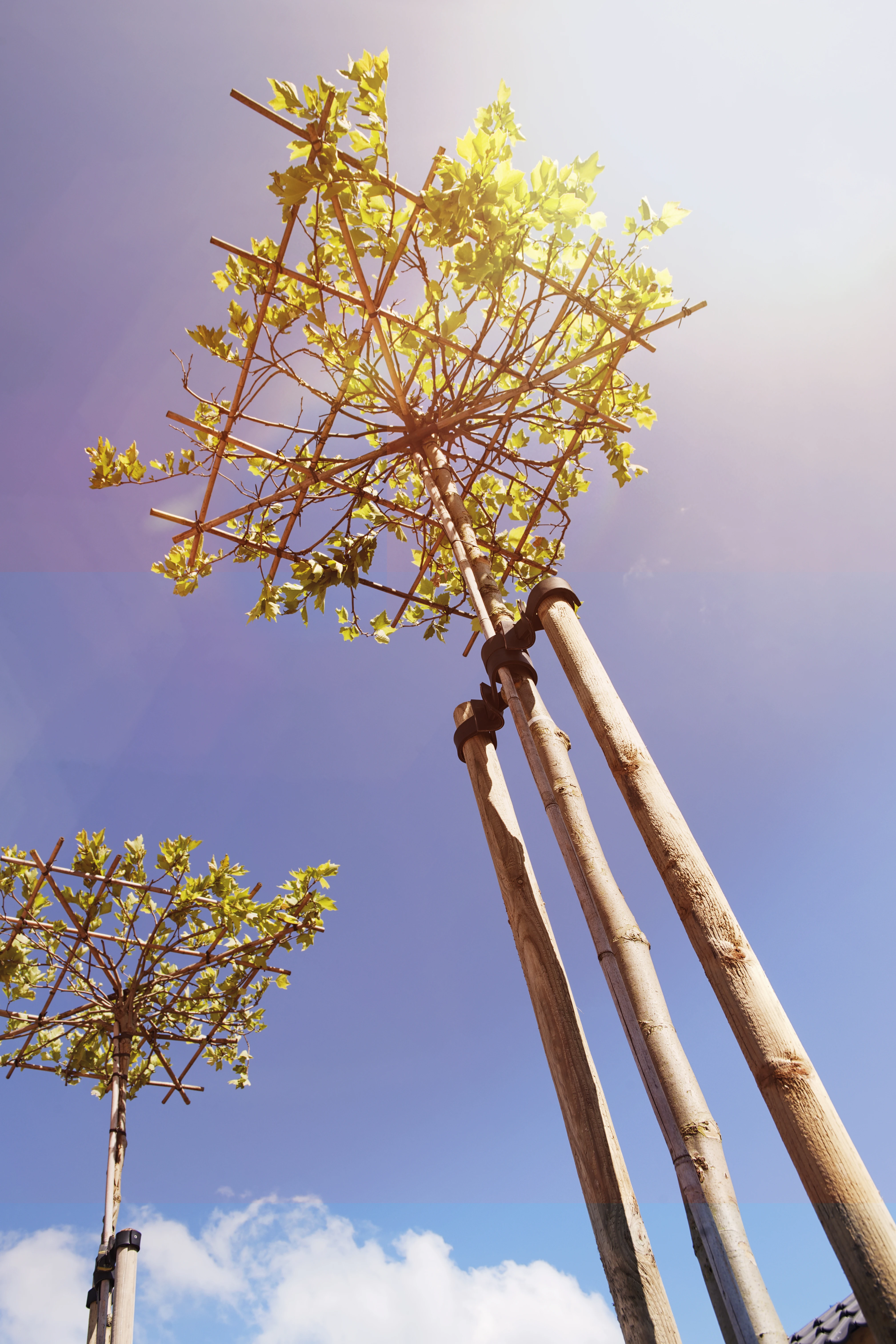 Vuren Paal 6 x 6 cm (60 x 60 mm) Rond Gefreesd Groen Geïmpregneerd - Lengte 250 cm - Afbeelding 2