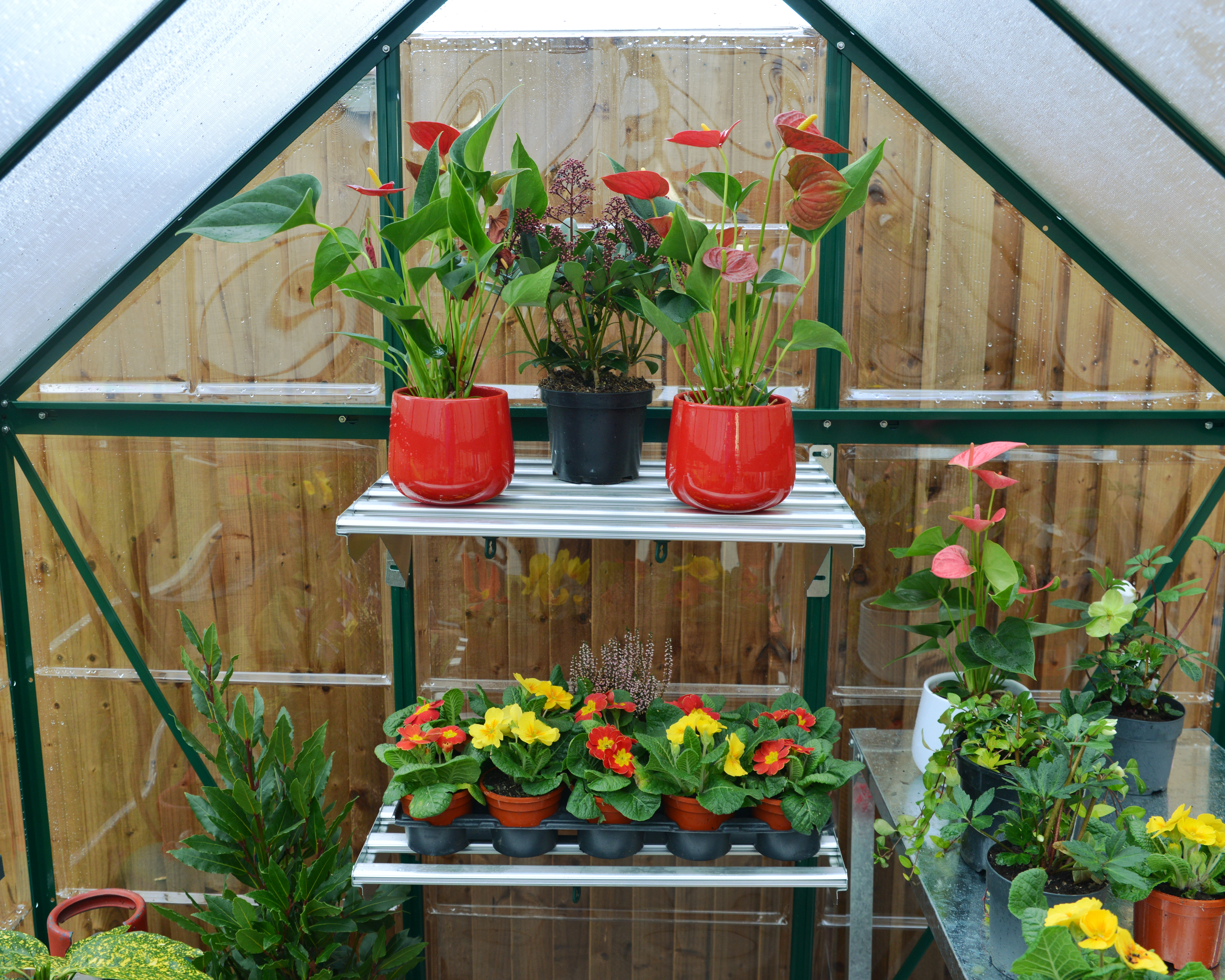 Palram Canopia Tuinkas Hybrid 185 x 185 cm Groen - Afbeelding 3