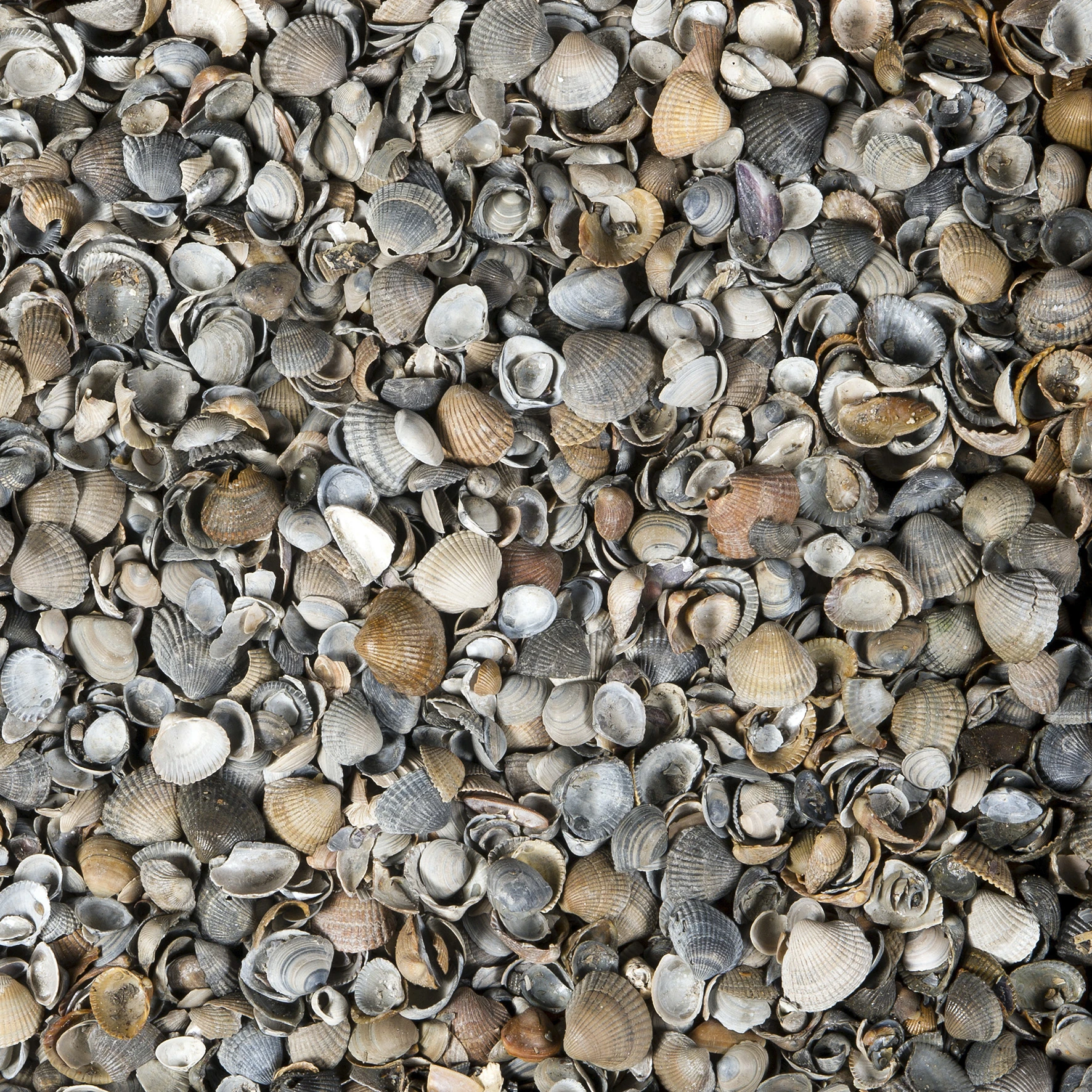 Gardenlux Schelpen 8-16 mm Midibag 0.5 m3 - Afbeelding 1